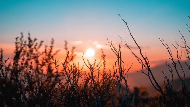 In the foreground is bare brush, in the distance is a sunrise.