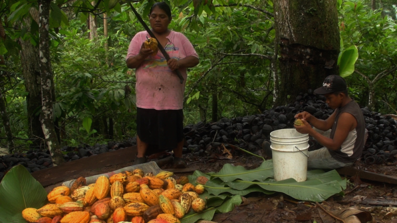 A still from the film “El Cacao” in the Panamanian jungle. A man sits down and peels a cocoa pod into a white bucket. A woman stands to his left and holds a large knife blade and a cocoa pod. At her feet is a pile of uncut orange cocoa pods.