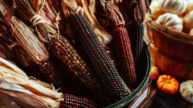 Thanksgiving themed photo of dried corn and various winter squashes.