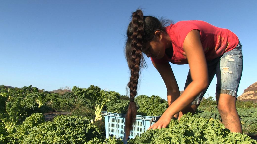 A young Hawaiian woman in shorts and a sleeveless shirt in a field, bending over and picking kale. Her long brown hair is braided and hangs over her head, almost touching the ground. It is a bright sunny day with a cloudless sky.