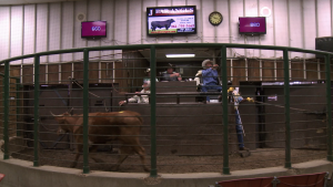 A wide, low angle shot of a large green fence, beyond is a large steer with horns and a panel of gentlemen, one of whom is the Auctioneer.