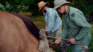 Two men work together to attach a piece of equipment to two horses in an agricultural setting. 