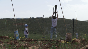 Israeli settler plants stakes in vineyard