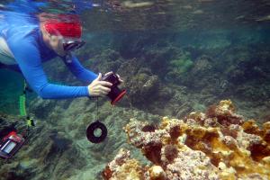 Barbara Crites is underwater taking photos of coral reefs. 