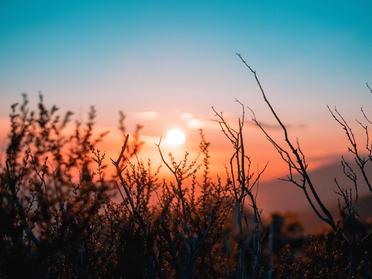 In the foreground is bare brush, in the distance is a sunrise.