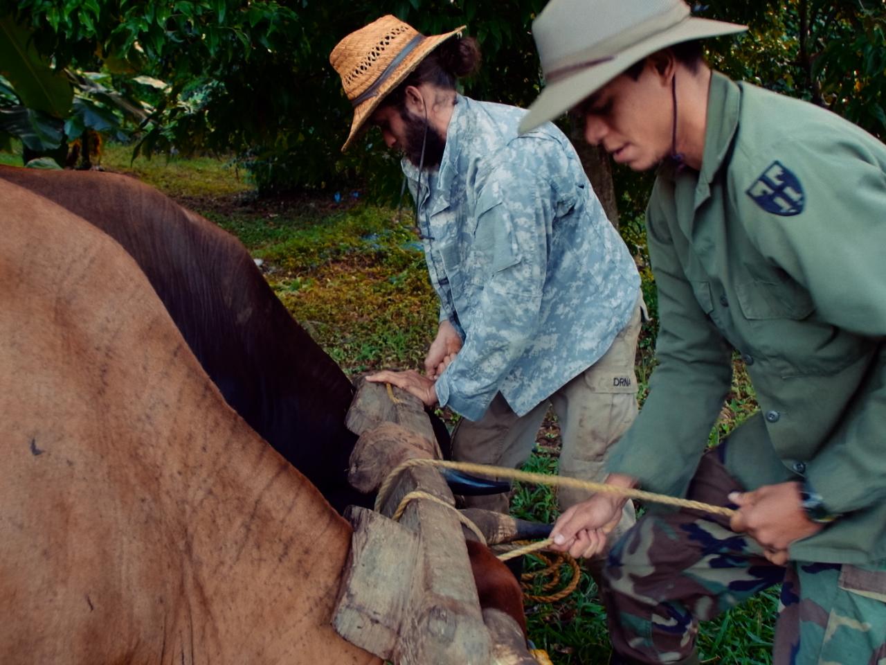 Two Puerto Rican men in vintage army fatigues affix a plough to a pair of oxen in a tree-lined field.