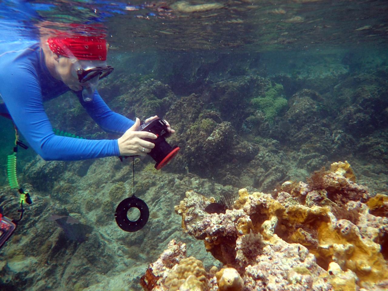 woman diver at reef