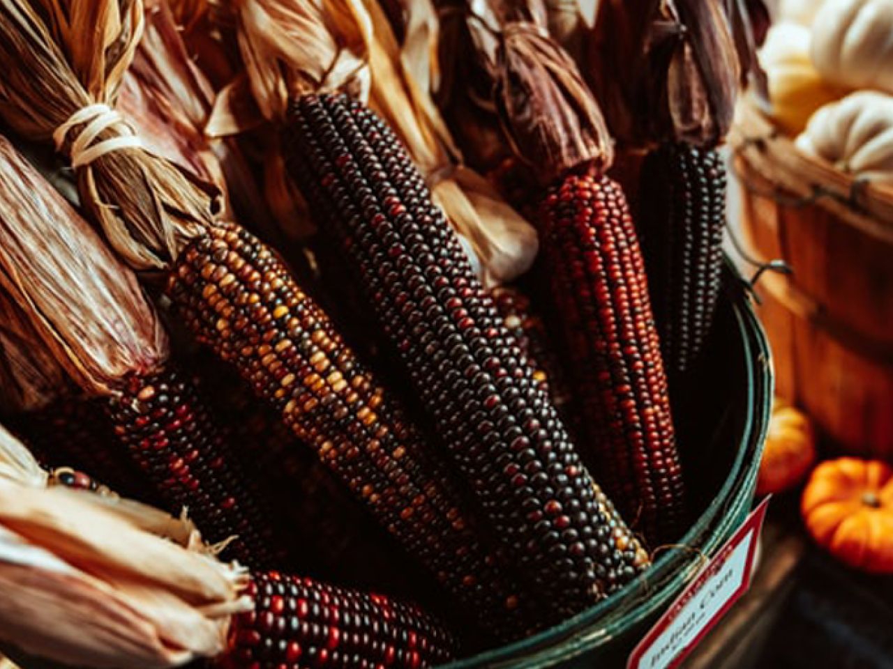 Thanksgiving themed photo of dried corn and various winter squashes.